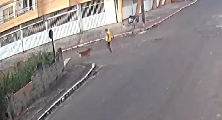 VÍDEO | CPI divulga imagens de policial atirando em cachorro em Guarapari