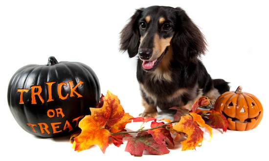 Halloween Pet acontece neste sábado em shopping de Vila Velha