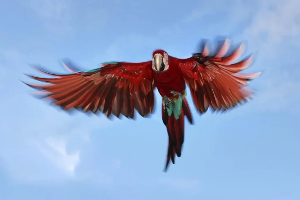 Arara-vermelha (Ara chloropterus) capturada em fotografia com asas abertas em pleno voo, de frente para a câmera, no bioma da Mata Atlântica em Conceição da Barra, Espírito Santo. Fotografia de Natureza e Conservação.