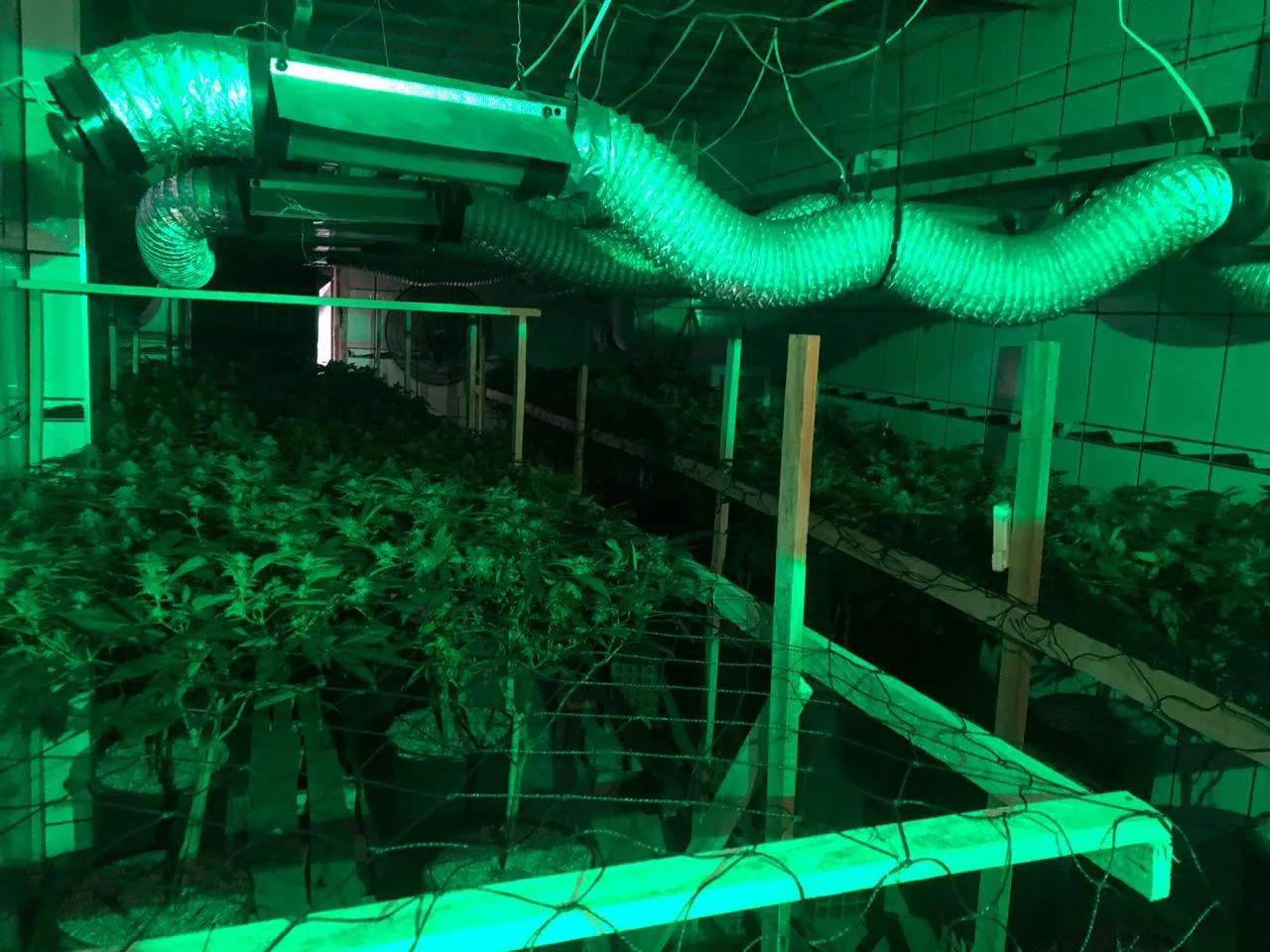 Laboratório de maconha com ar condicionado é fechado pela polícia em Vitória