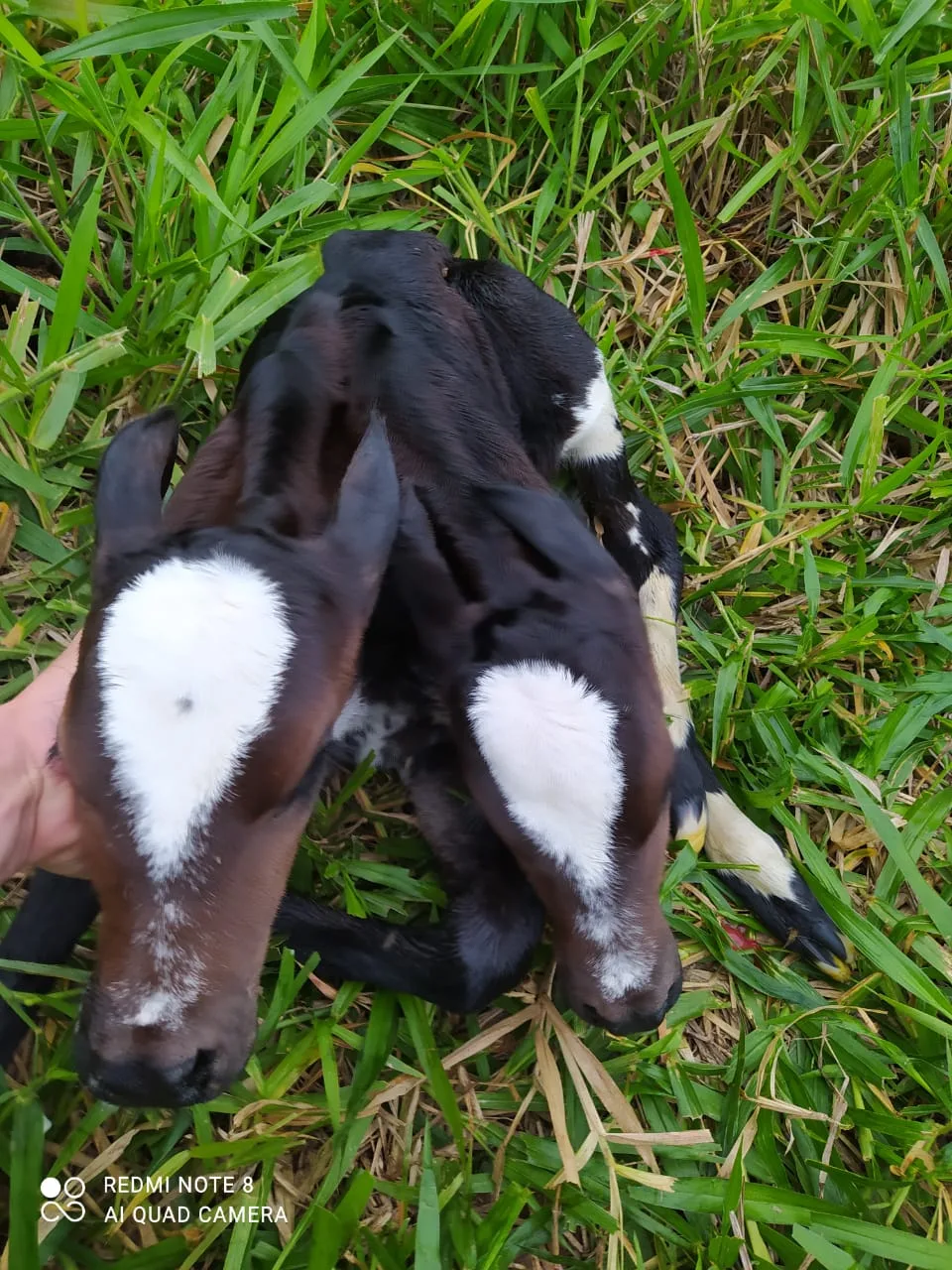 VÍDEO | Bezerro nasce com duas cabeças no interior de Nova Venécia