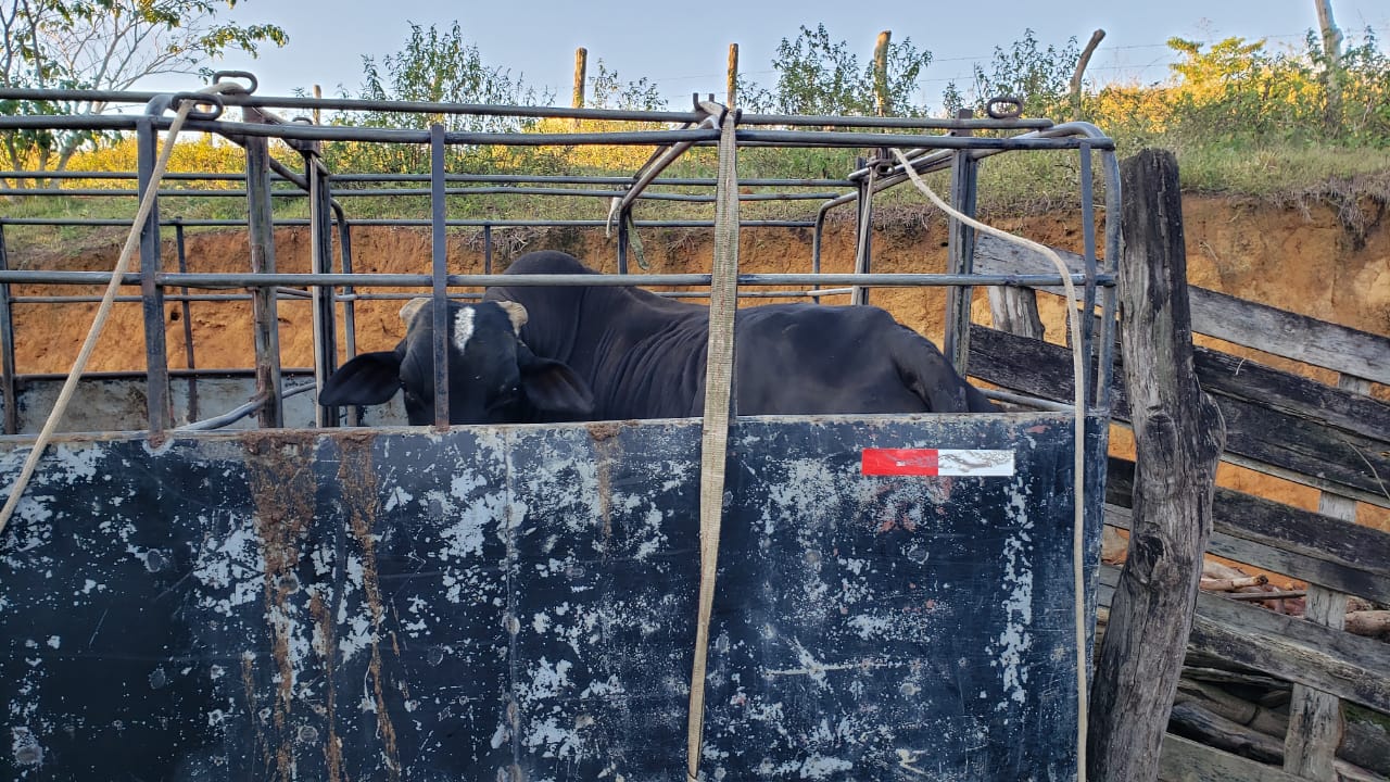 Polícia investiga venda de carne de cavalo misturada a de boi no ES