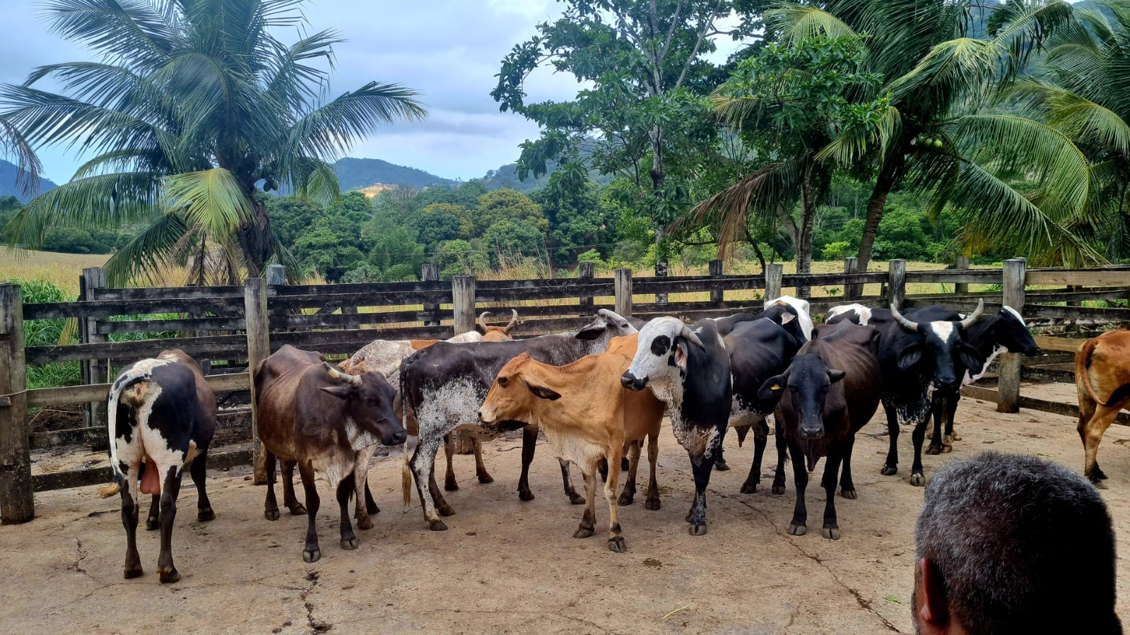 Polícia recupera 9 vacas e 1 boi furtados em área rural de Pinheiros