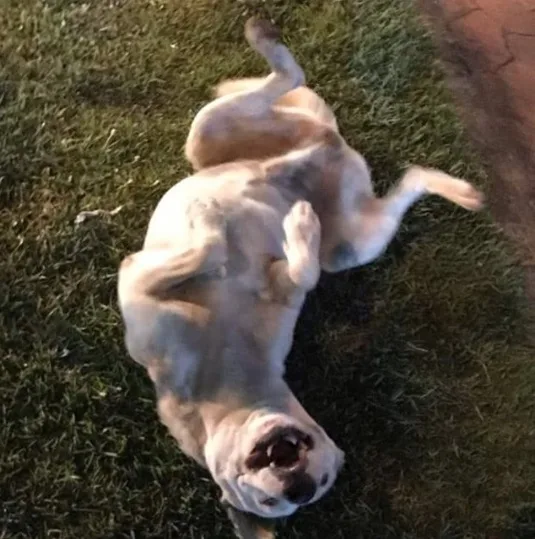 Cachorro que fez sucesso por ajudar em trabalho no Porto de Capuaba procura uma família