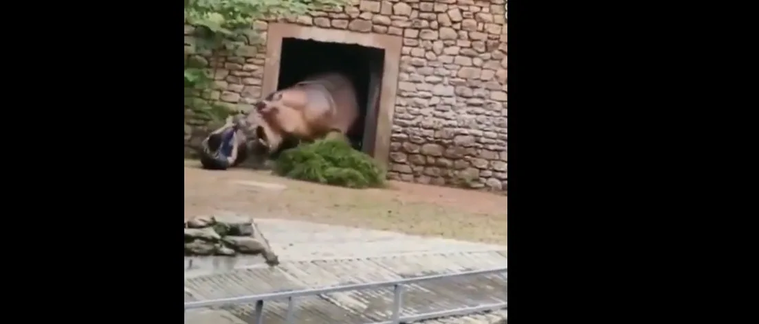 VÍDEO | Funcionário de zoológico é atacado por hipopótamo