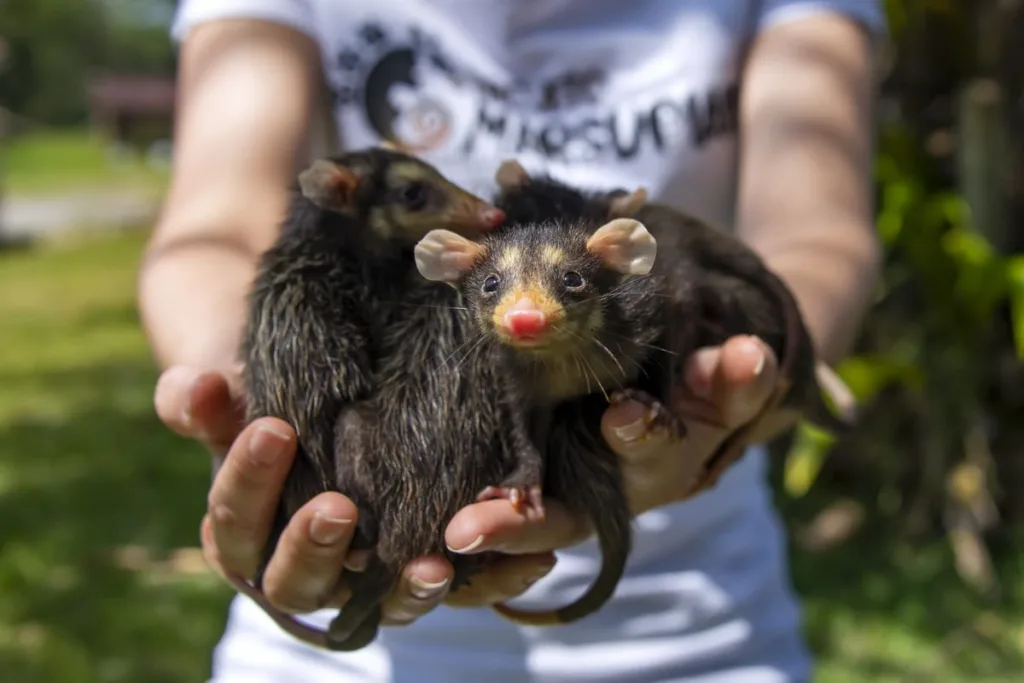 Pesquisadora Iasmin Macedo segurando filhotes de gambá-de-orelha preta resgatados, destacando o esforço de conservação do Projeto Marsupiais. Fotografia de Natureza e Conservação.