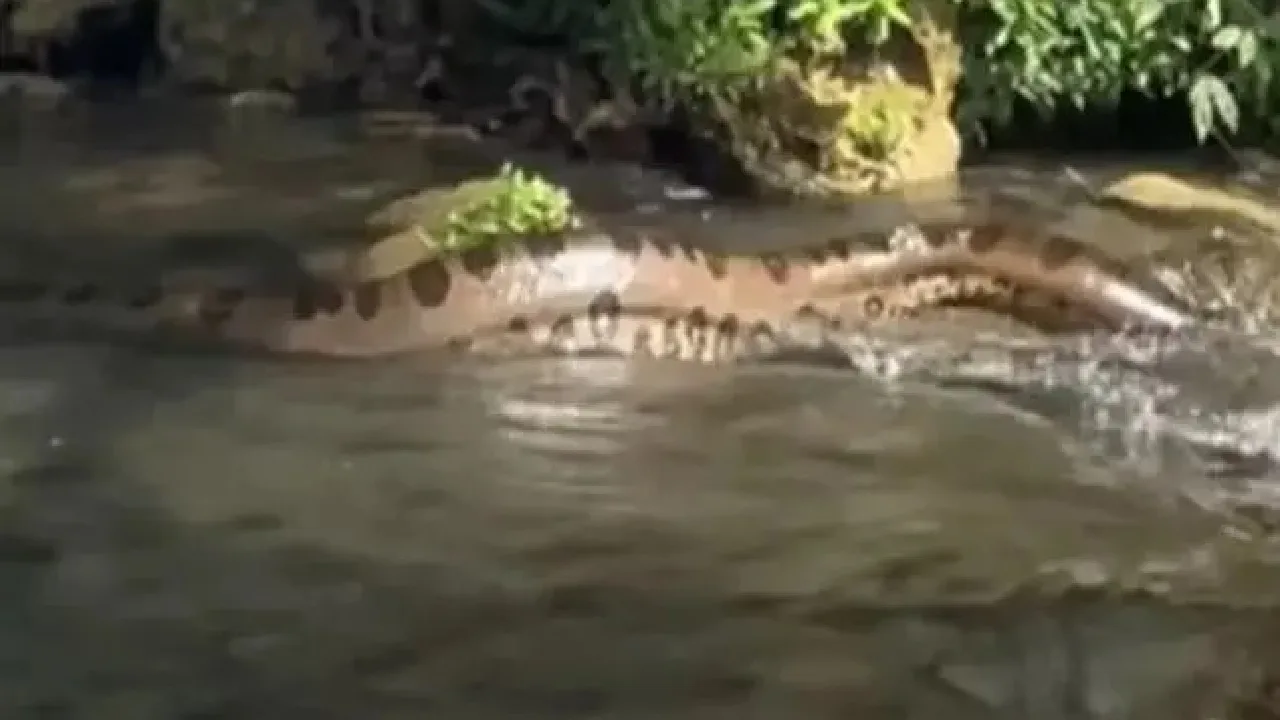 Sucuri gigante desliza pelo Rio da Prata e surpreende banhistas no Pantanal; veja vídeo