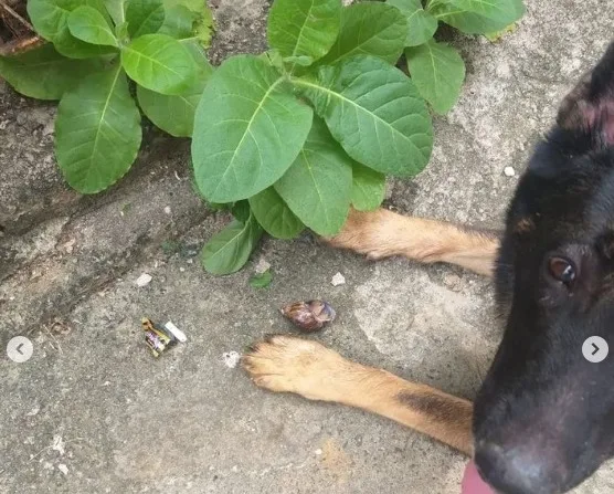 VÍDEO | Cão farejador encontra droga escondida em casca de caramujo em Colatina