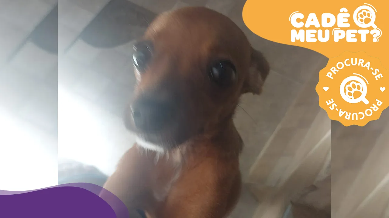 Você viu a Lilica por aí? Pinscher desapareceu em Vitória