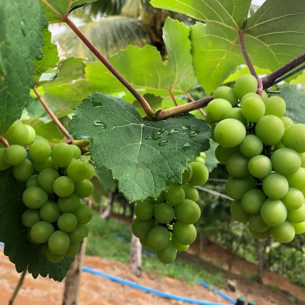 Cidade vai poder colher uvas pela primeira vez