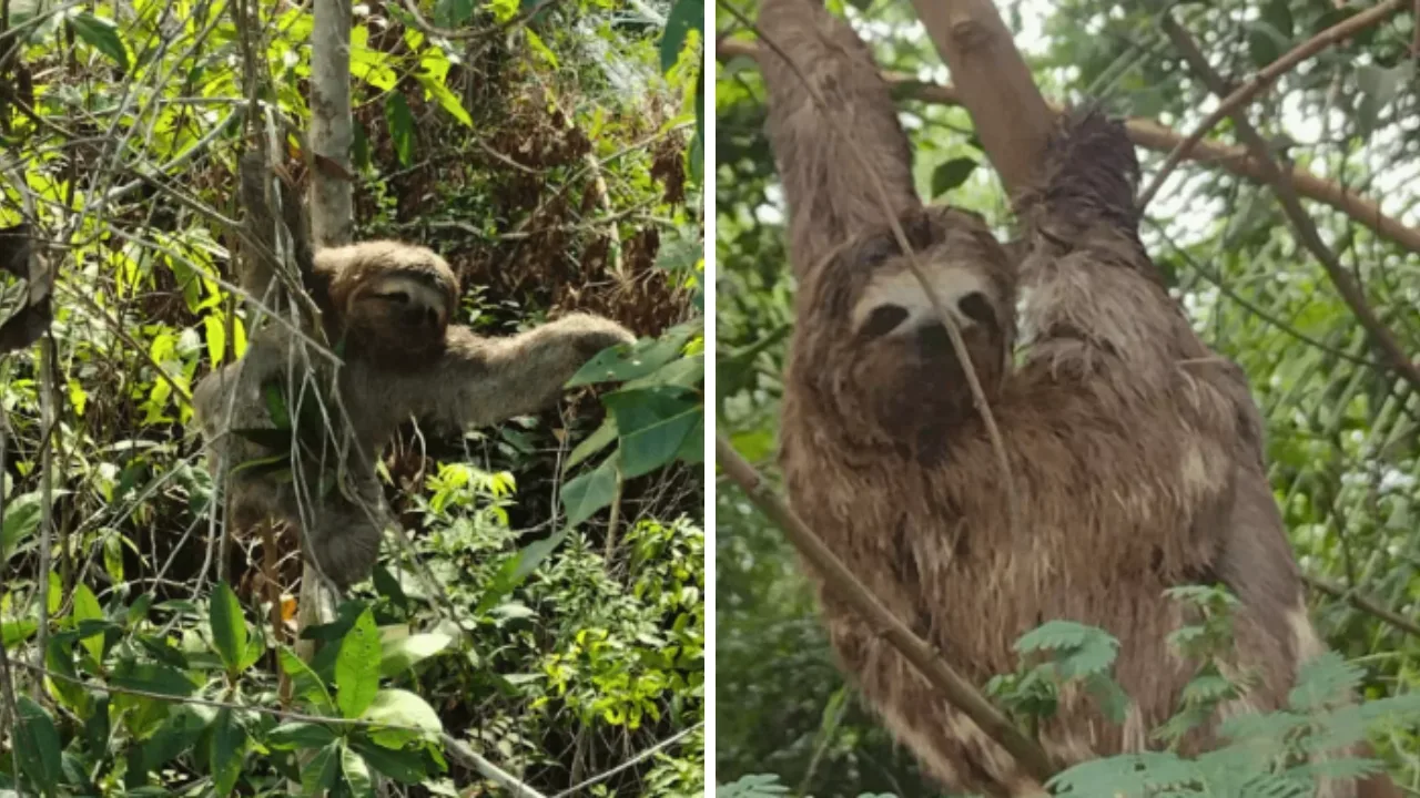 Dois bichos-preguiça são resgatados em inspeção de rotina na BR-101