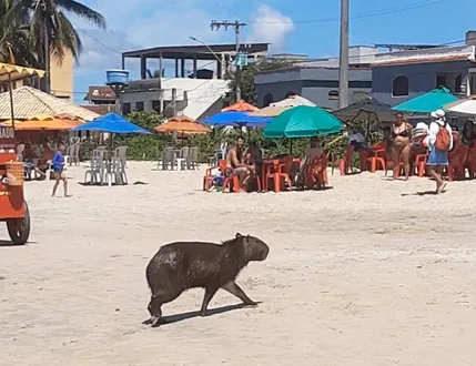 VÍDEO | Pegando um bronze: capivara é flagrada em praia do Sul do ES