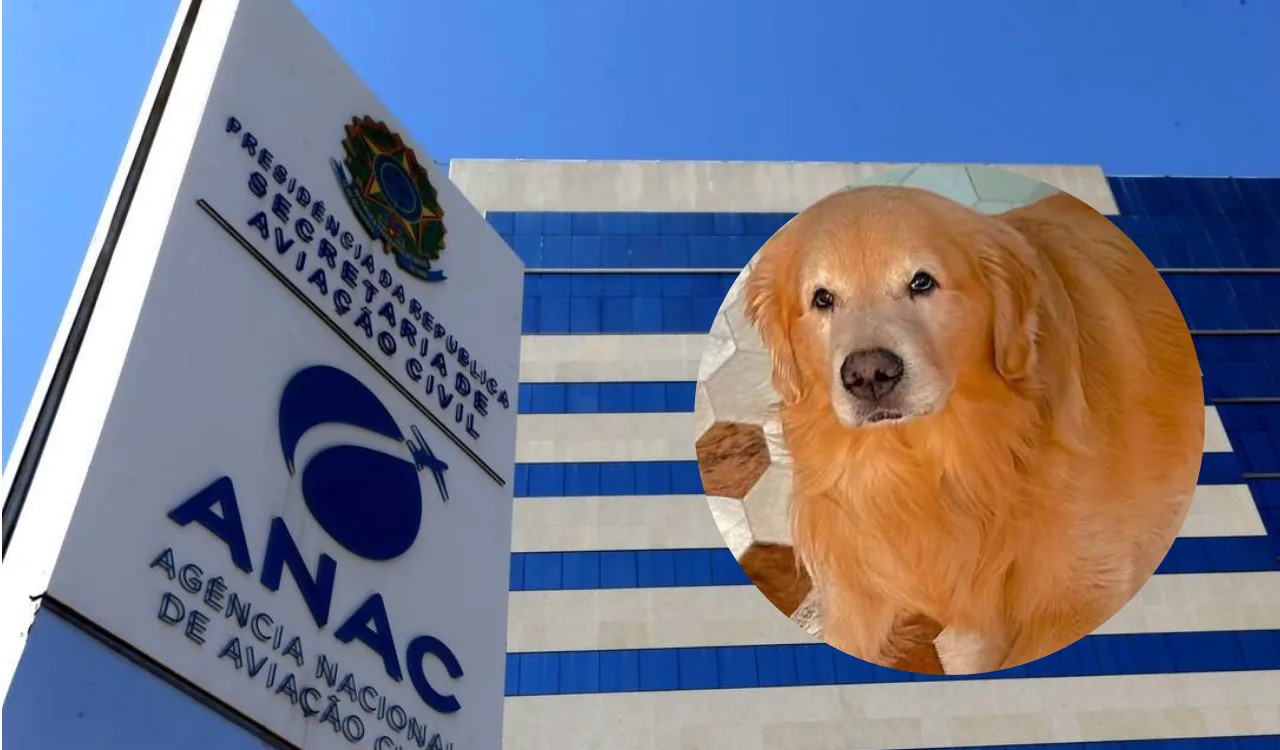 Anac vai realizar consulta pública sobre transporte aéreo de animais