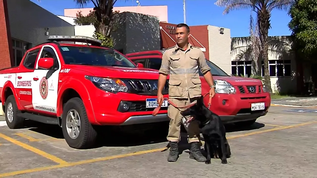 Conheça a cachorra Kase: heroína já resgatou vítimas de tragédias no ES e em outros Estados