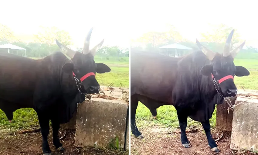 Boi com três chifres vira atração no Acre e viraliza na internet