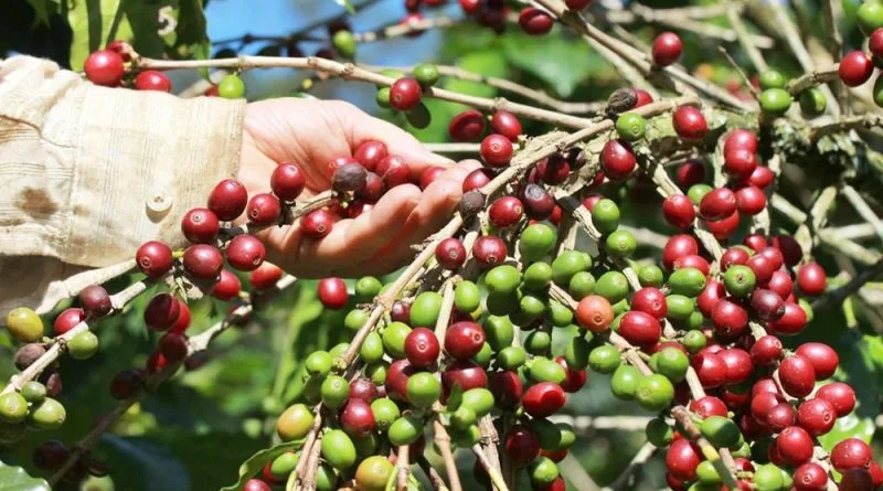 Lideranças se reúnem para debater o mercado do café em Vitória