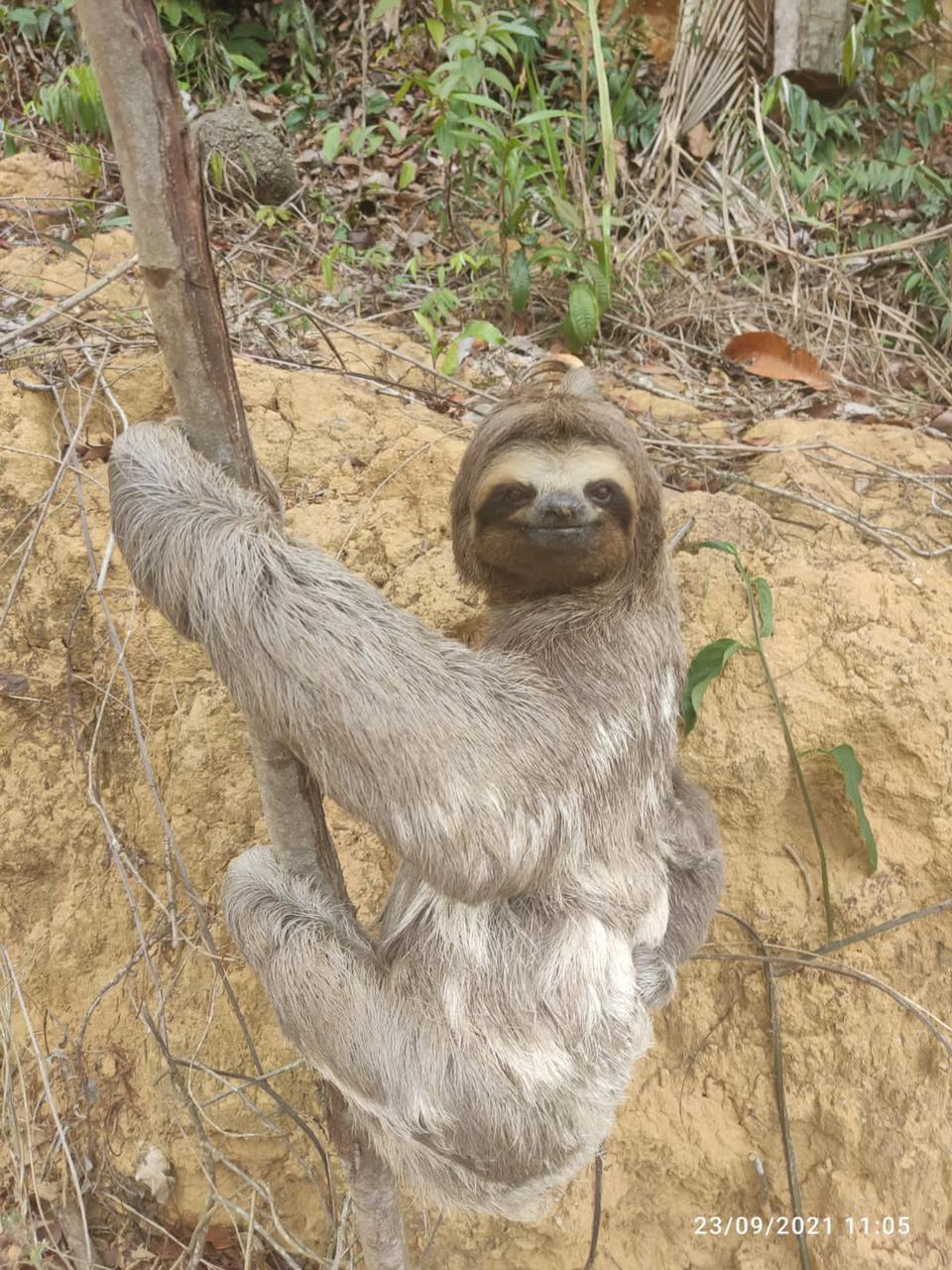 VÍDEO | Bicho-preguiça: Mãe e filhote são flagrados atravessando estrada no norte do ES