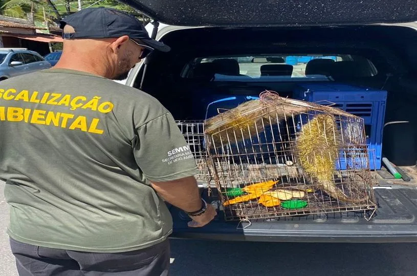 Ouriços são resgatados em quintal de casa na Serra