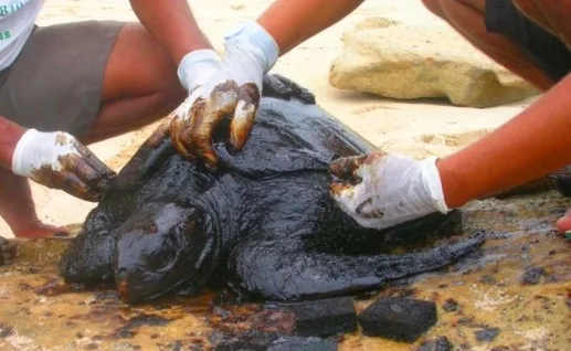 'Maior desastre ambiental no litoral do nordeste', óleo ameaça tartarugas, aves e peixe-boi