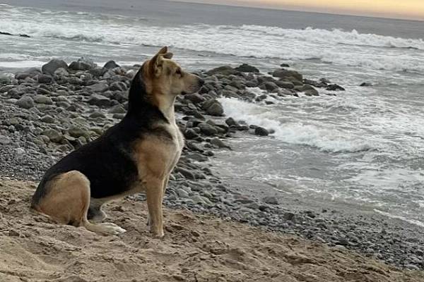 Cachorro solitário passa o dia na praia com olhar fixo para o oceano e o motivo é comovente