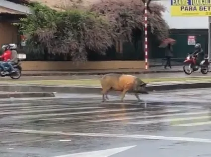 VÍDEO| Porco para trânsito ao atravessar rua na faixa de pedestres em Cariacica