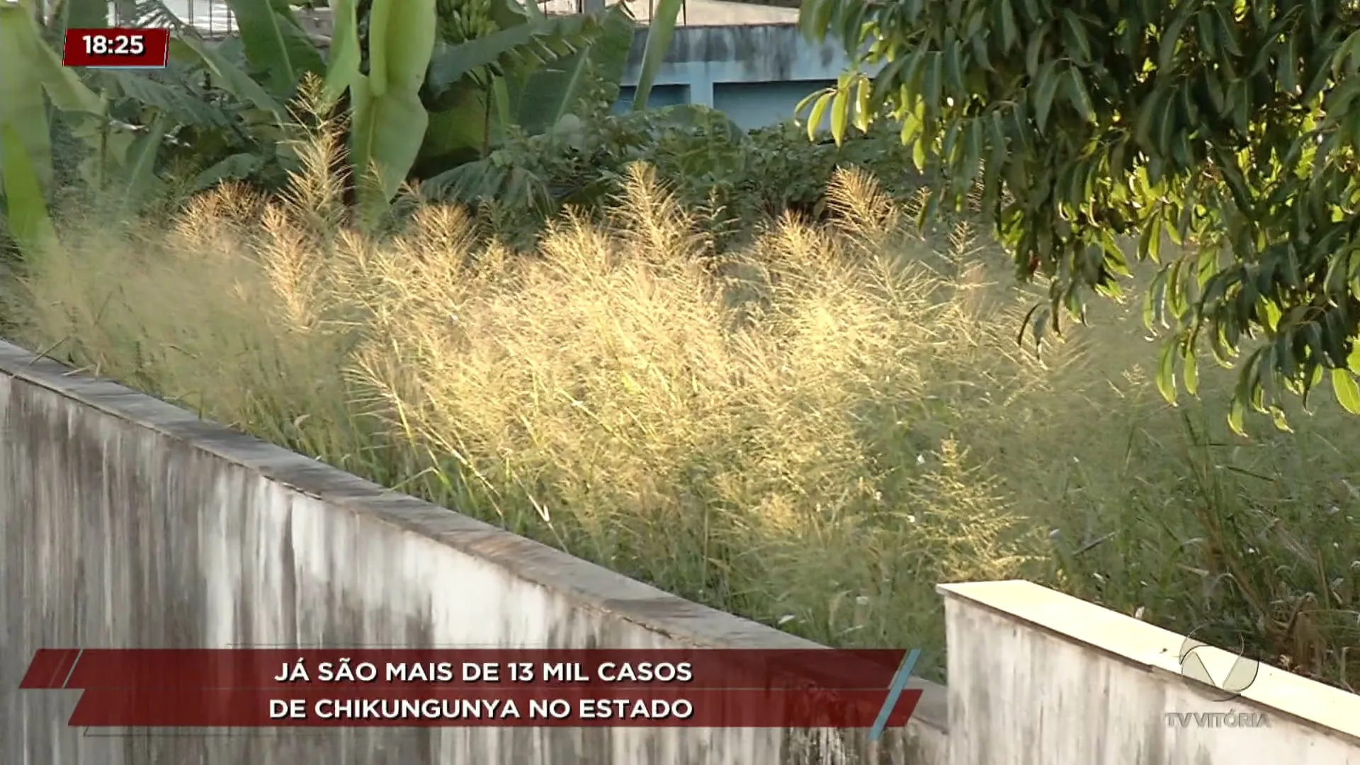 Já são mais de 13 mil casos de chikungunya no estado