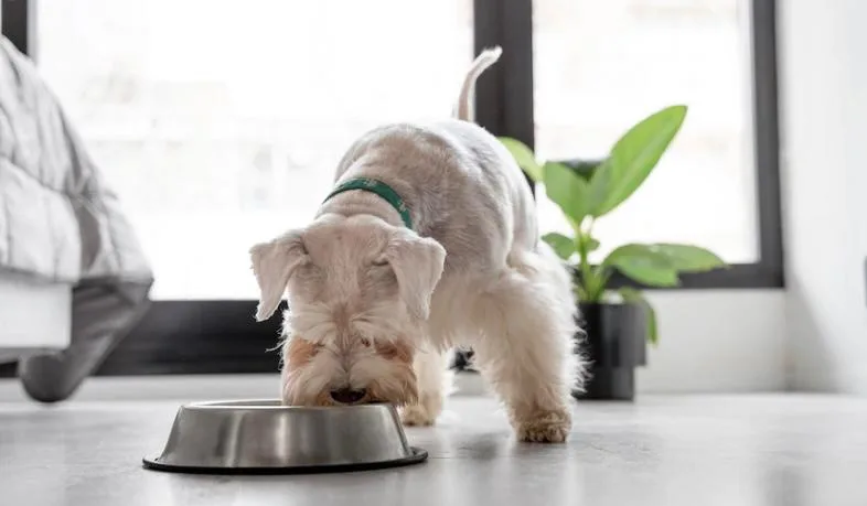 Como manter a hidratação dos pets com a chegada do verão?