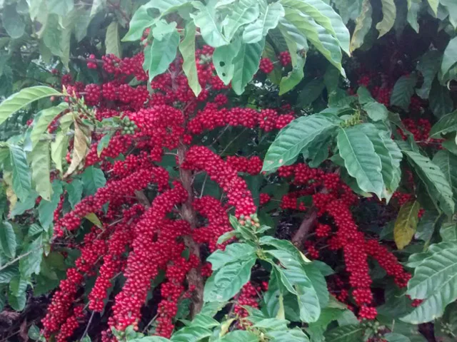 Agro Business mostra doença que causa danos de até 100% em lavouras de conilon no ES