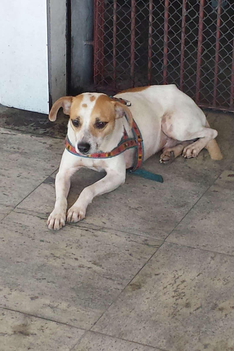 Esse cãozinho é seu? Ele foi encontrado!