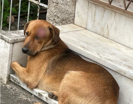 Cachorro é ferido em rua de Vitória e moradora monta força-tarefa para ajudá-lo