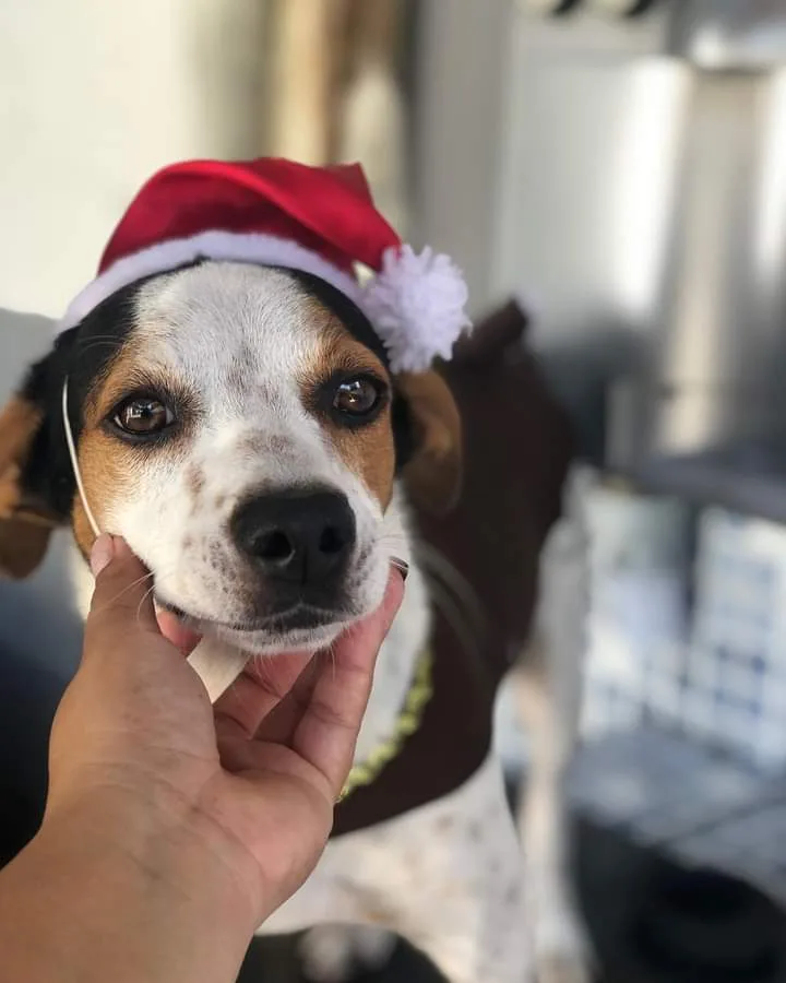 ONG Patinhas Carentes pede ajuda para Natal de pets em abrigo