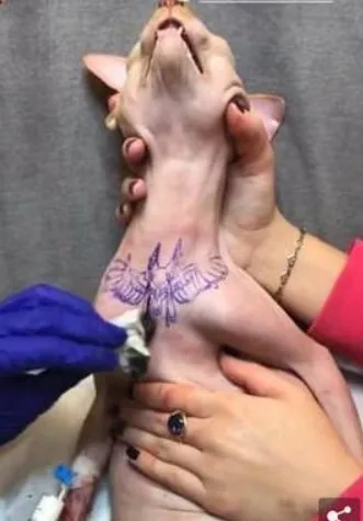 Crueldade! Influenciadora faz tatuagem em gato e revolta internautas