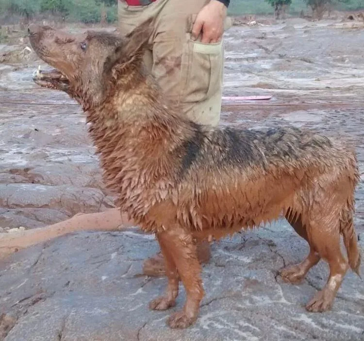 Morre cadela que atuou em buscas em Brumadinhos e Mariana e bombeiros prestam homenagens