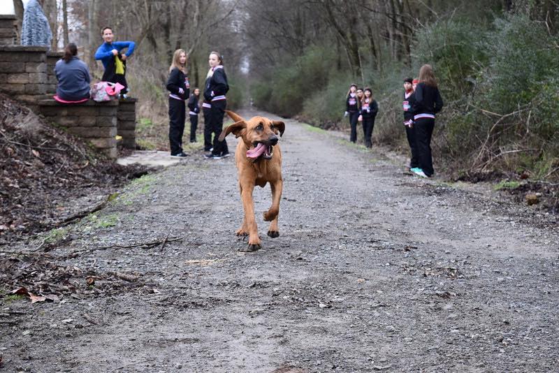 Cadela vai passear, corre meia maratona e chega em 7º lugar nos Estados Unidos