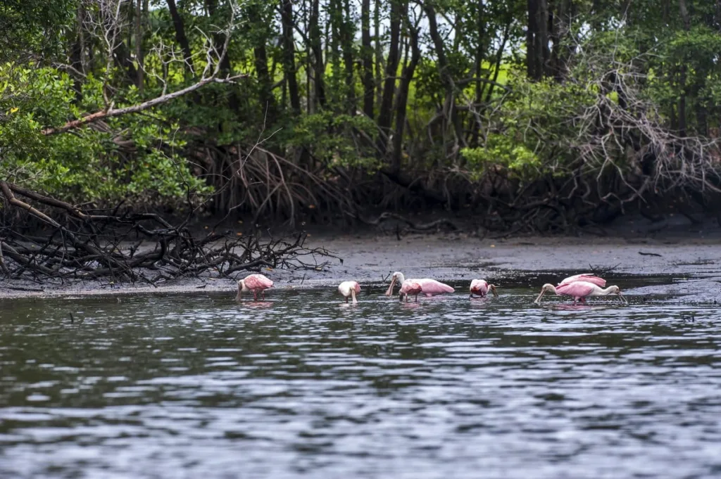 Colhereiro de plumagem rosa se alimentando no manguezal de Vitória.