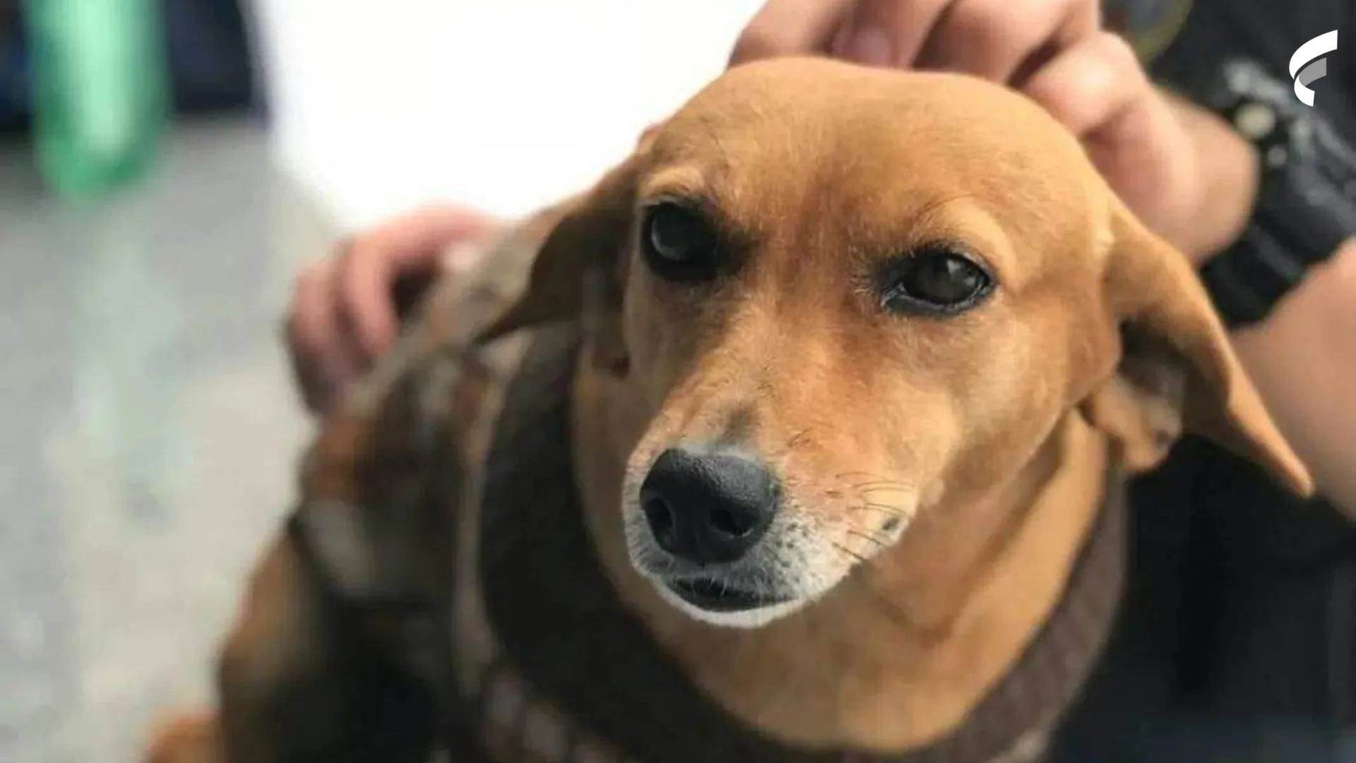 Morre Milica, cadela mascote da PM há mais de 10 anos