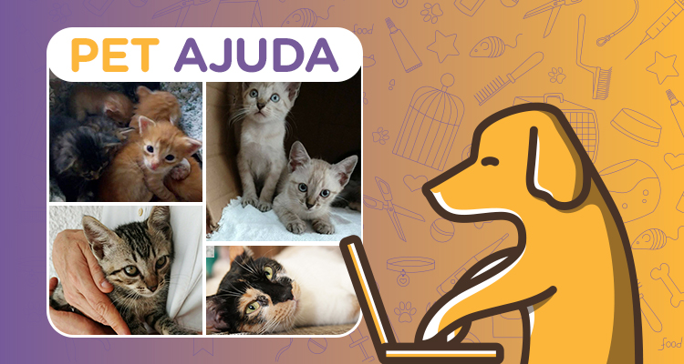 PARA ADOÇÃO – Gatinhos lindos de diversas idades!