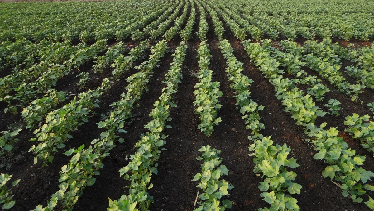 De acordo com IBGE, um terço dos estabelecimentos agrícolas declara usar agrotóxicos na lavoura