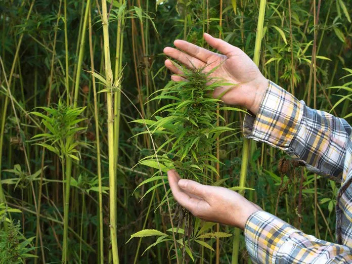 Paciente com doenças crônicas recebe autorização judicial para cultivar cânhamo em casa