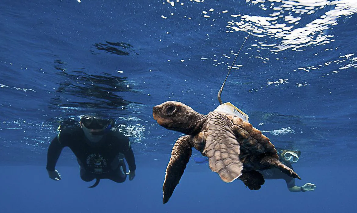 Entenda qual a função da telemetria via satélite no ciclo de vida das tartarugas marinhas