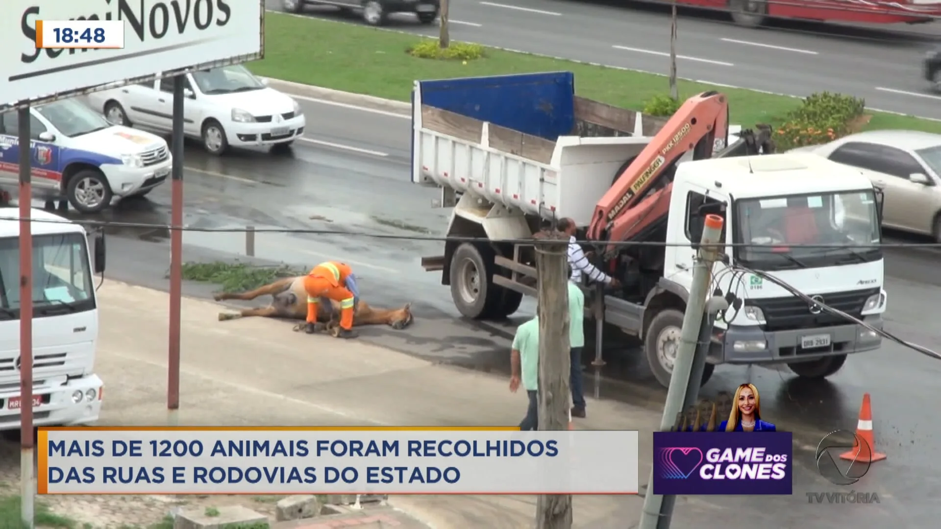 Mais de 1200 animais foram recolhidos das ruas e rodovias do estado