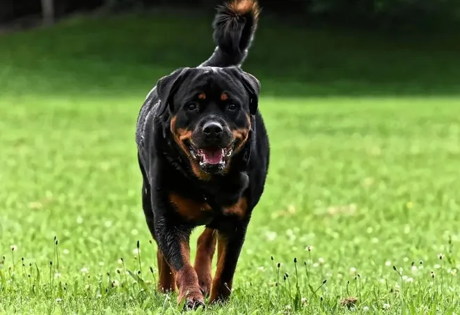 Bebê de 1 ano é morto por cão rottweiler enquanto brincava na casa da avó