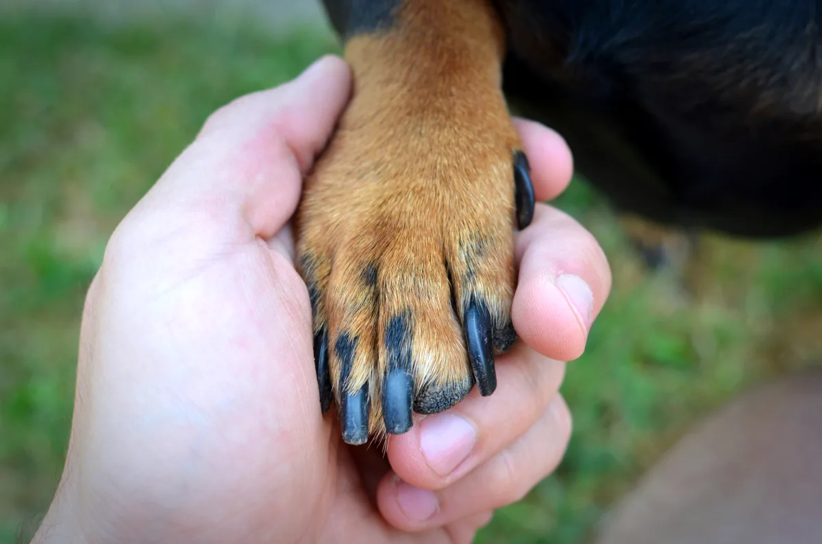 Programa estadual para ações de proteção aos animais será lançado domingo