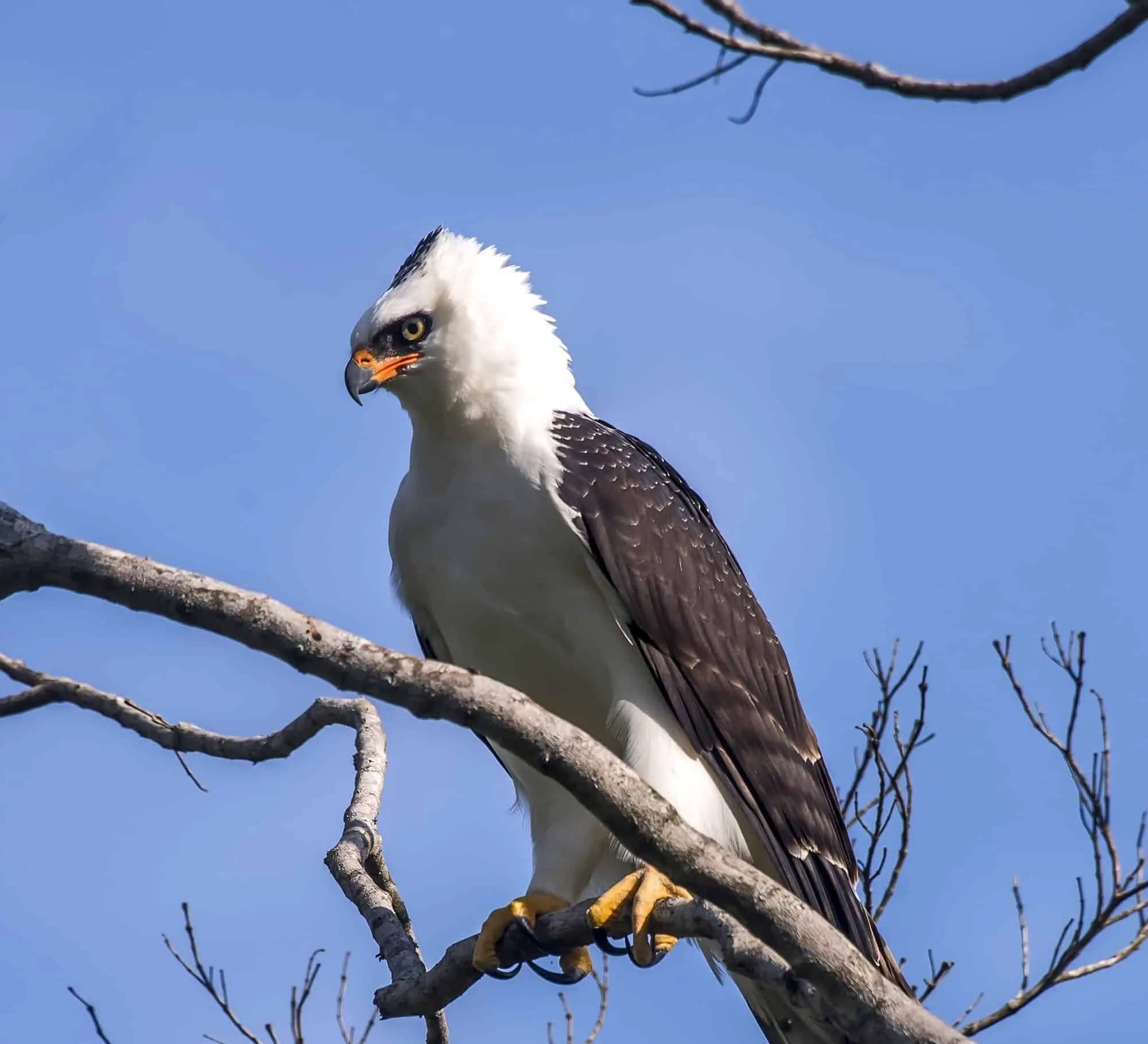 Imagem de um gavião-pato, uma ave de rapina majestosa, pousado em um galho de árvore no topo de um morro em Viana, Espírito Santo.