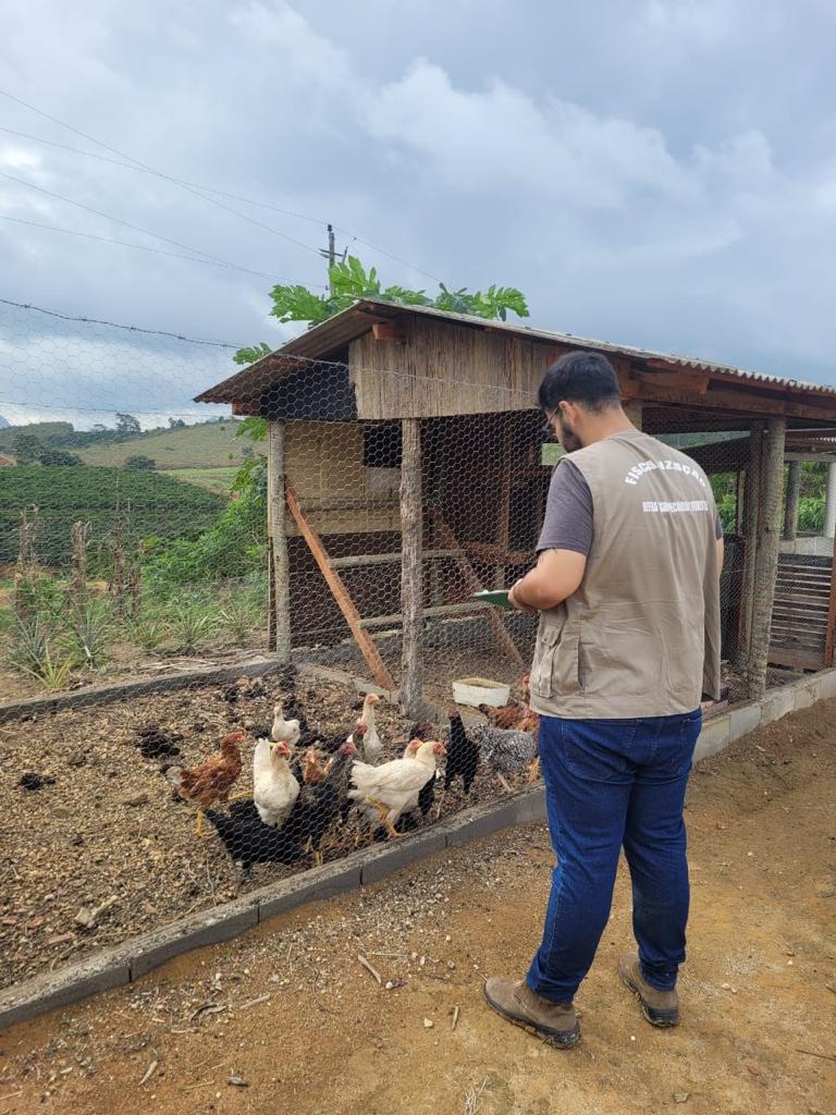 Confirmado mais um caso de gripe aviária no País; total sobe para 31