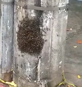 Abelhas em poste próximo à escola infantil preocupam moradores em bairro de Vitória