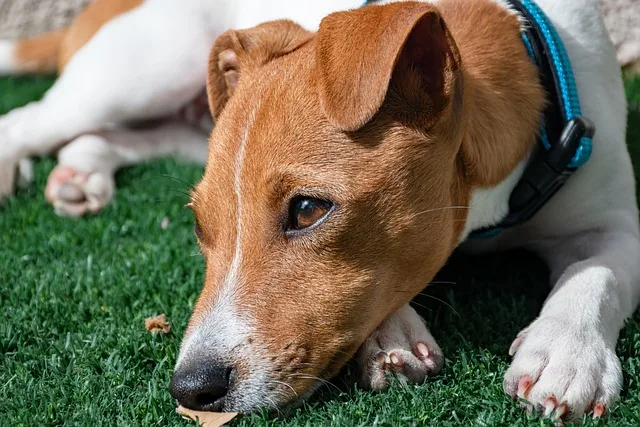 Saiba o que fazer se o seu cachorro ou gato for envenenado