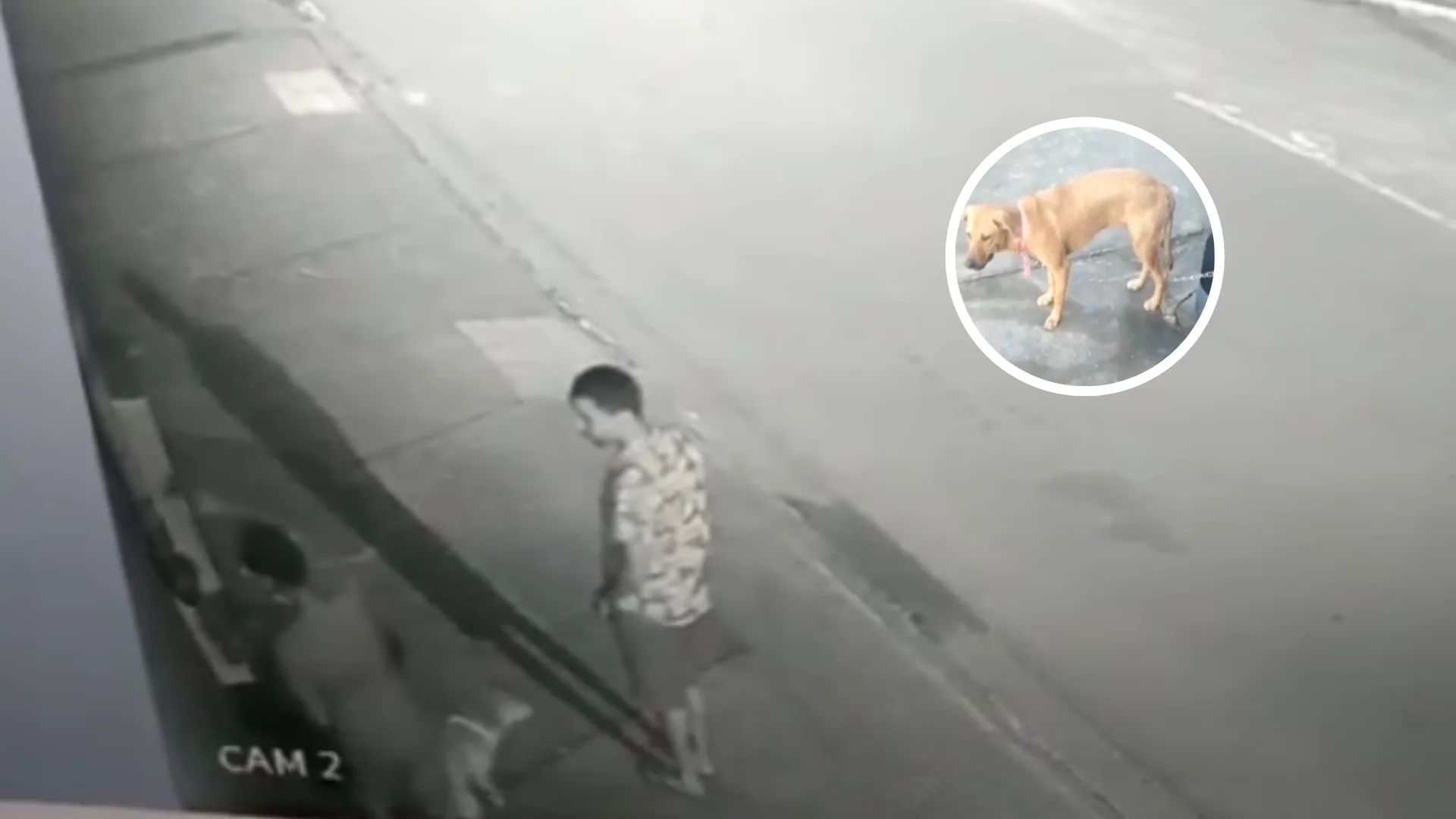 VÍDEO | Cachorro é acorrentado e abandonado por homens na Serra