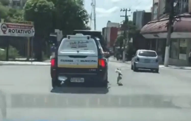 VÍDEO | Cão segue por mais de 1 km carro da polícia que levou seu dono