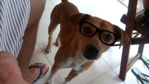 'Cachorríneo' nerd: Olha só como o Valente fica com esses óculos!